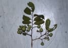 Grewia laevigata