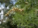 Julbernardia globiflora