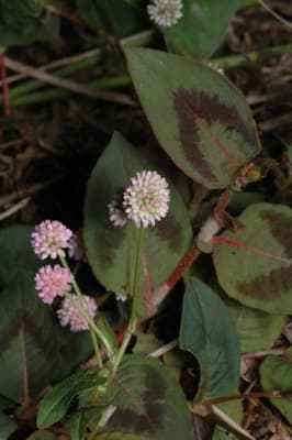 Persicaria capitata