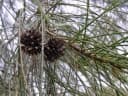 Casuarina cristata