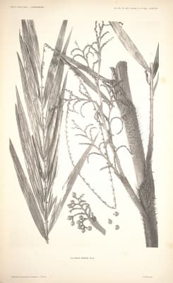 Calamus samian