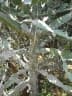 Euphorbia antiquorum