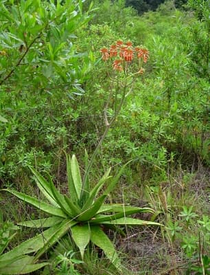 Aloe duckeri