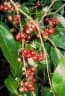 Syzygium tierneyanum