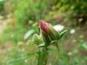 Hibiscus trionum
