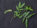 Inga acuminata