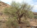 Commiphora glandulosa