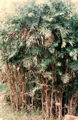 Bactris guineensis