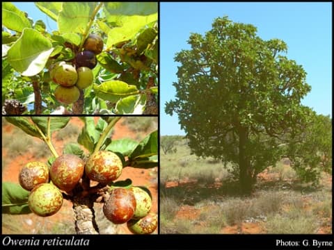 Owenia reticulata