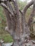 Ceiba jasminodora
