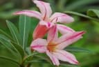 Adenium oleifolium