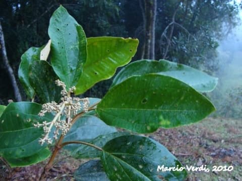 Miconia cabucu