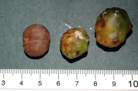 Brosimum rubescens