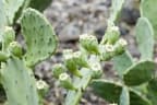 Opuntia stricta