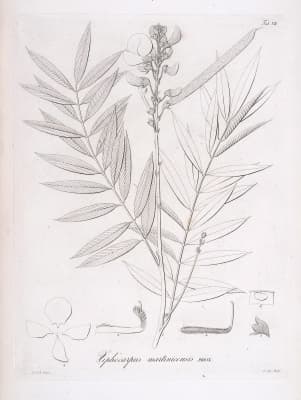 Tephrosia candida