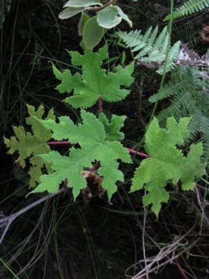 Obetia radula