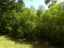 Evodia hortensis