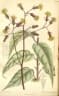 Gynura procumbens