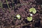 Azolla pinnata