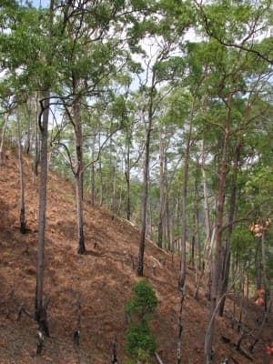 Eucalyptus urophylla