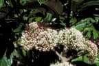 Melicope bonwickii