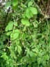 Dioscorea quartiniana