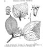 Clidemia setosa
