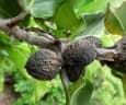 Ficus wildemaniana