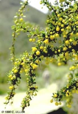 Berberis lutea