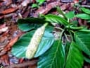 Artocarpus teysmannii