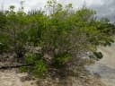 Lumnitzera littorea
