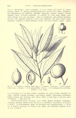 Shirakiopsis virgata