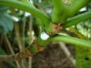Ochrosia oppositifolia