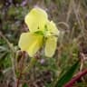 Ludwigia nervosa