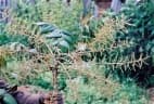 Polyscias fulva