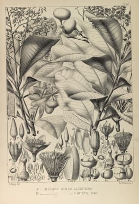 Gluta laccifera