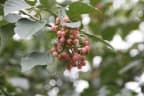 Cordia goeldiana