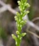 Microtis unifolia