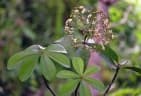 Alstonia congensis