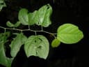 Byttneria aculeata