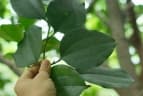 Celtis philippensis