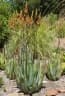 Aloe cryptopoda