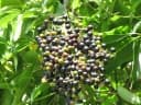 Vitex parviflora