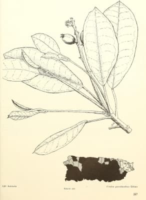 Croton poecilanthus