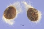 Ipomoea cairica