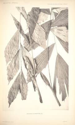 Korthalsia scaphigeroides