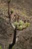 Cussonia arborea