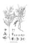 Picramnia parvifolia