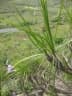 Xerophyta dasylirioides