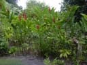 Alpinia purpurata